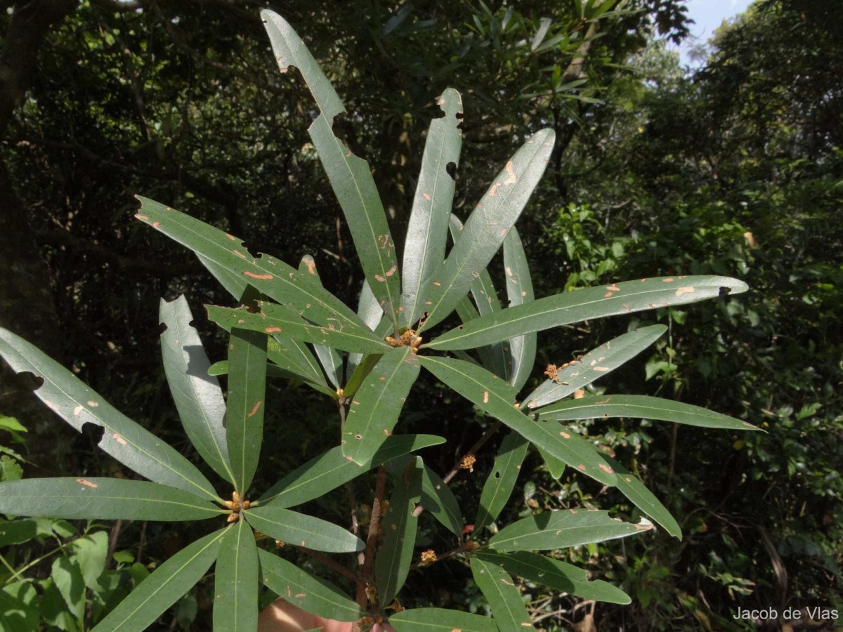 Actinodaphne stenophylla Thwaites